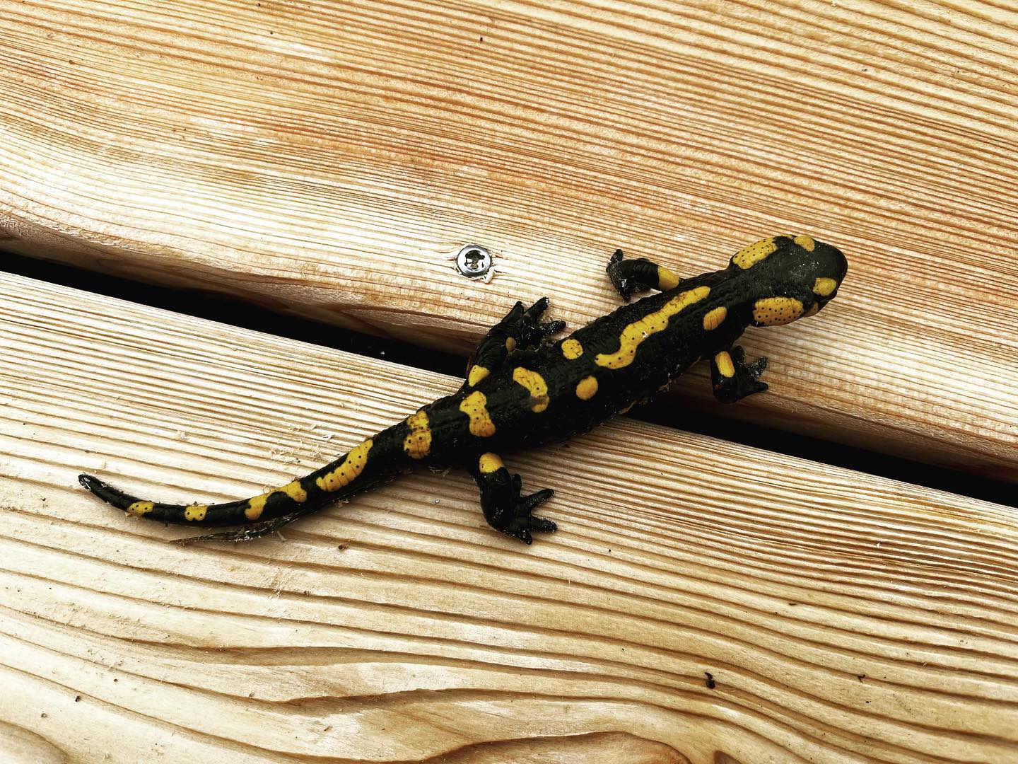 Mlok Skvrnitý na nové terase 